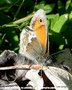 vignette Le fadet commun ou procris (Coenonympha pamphilus) papillon