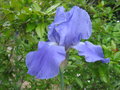 vignette Iris bleu