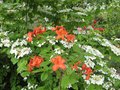 vignette Rhododendron Royal Command devant Viburnum plicatum mariesii au 01 05 09