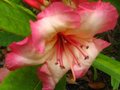 vignette Rhododendron Fire Rim autre vue au 01 05 10