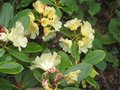 vignette Rhododendron Invitation autre vue au 01 05 10