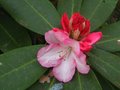 vignette Rhododendron Lem's Monarch au 01 05 10