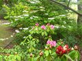 vignette Rhododendrons et Viburnum Plicatum Mariesii au 01 05 10