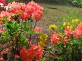 vignette Rhododendrons Peter Koster, He bien et Luteum au 01 05 10