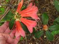 vignette Rhododendron Cinnabarinum Revlon au 01 05 10