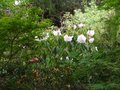vignette Rhododendron Cinnabarinum Revlon devant Rhododendron Loderi King Georges au 01 05 10