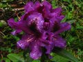 vignette Rhododendron Purple Splendour au 01 05 10