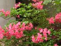 vignette Rhododendron Jolie Madame trs parfum au 01 05 10