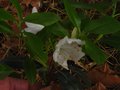 vignette Rhododendron Cinnabarinum Arunachal Pradesh autre vue au 01 05 10