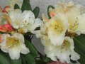 vignette Rhododendron Horizon Monarch au 30 04 10