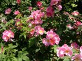 vignette Rosa Complicata = Rosa Ariana d'Algier, rosier gallique, grand arbuste