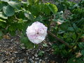 vignette Rosa Fantin-Latour, rosier centfeuilles, grand arbuste, obtenteur inconnu