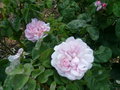 vignette Rosa Fantin-Latour, rosier centfeuilles, grand arbuste, obtenteur inconnu