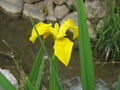 vignette Iris pseudocarus