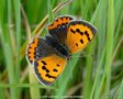 vignette Cuivr commun ' Lycaenas phaleas  ' papillon