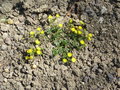 vignette Potentilla crantzii