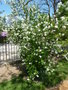 vignette Exochorda korolkowii - Buisson de perles, Exochorda