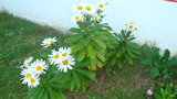 vignette Chrysanthemum nipponicum