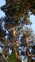 vignette Pinus radiata