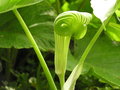 vignette Arisaema ringens