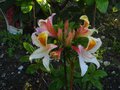 vignette Rhododendron Delicatissimum tres parfum au 06 05 10