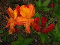 vignette Rhododendron Glowing Embers trs parfum au 06 05 10