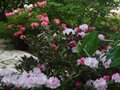 vignette Rhododendrons Terrasse nord au 06 05 10