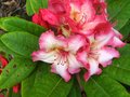vignette Rhododendron Fire Rim au 06 05 10