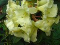 vignette Rhododendron Mindy's Love et ses grandes fleurs au 06 05 10