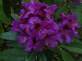 vignette Rhododendron Purple Splendour gros plan au 06 05 10