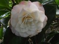 vignette Camellia japonica Desire toujours l au 06 05 10