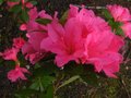 vignette Azalea japonica grande fleur double rose au 06 05 10