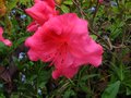 vignette Azalea japonica grande fleur simple rose au 06 05 10