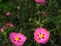 vignette Cistus Purpureus Betty Taudevin au 06 05 10