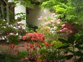 vignette Rhododendrons en fleurs zone nord est au 06 05 10