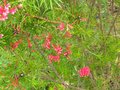 vignette Grevillea juniperina au 06 05 10