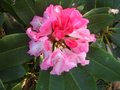 vignette Rhododendron Lem's Monarch autre vue au 06 05 10