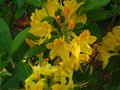 vignette Rhododendron Luteum au 06 05 10