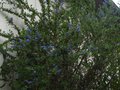 vignette Ceanothus Cascade immensément bleue au 06 05 10