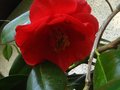 vignette Camellia japonica Grand Prix toujours l au 06 05 10