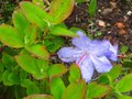 vignette Rhododendron Augustinii St Tudy en fin de floraison au 08 05 10