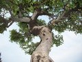 vignette orme de chine bonsai