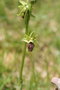 vignette Ophrys aranifera 20100505