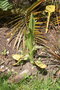 vignette Himantoglossum hircinum 20100505
