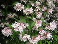 vignette kolkwitzia amabilis: dtail fleurs