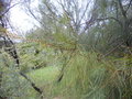 vignette Casuarina cristata