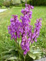 vignette Orchis mascula - Orchis mle