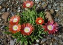 vignette Delosperma dyeri  'red mountain'