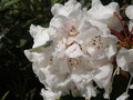 vignette Rhododendron blanc et piride blanche
