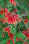 vignette Rhododendron keysii